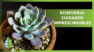 Cómo cultivar ECHEVERIAS 👩🏻‍🌾☀️ ¡Riego trasplante reproducción y MÁS [upl. by Reltuc994]