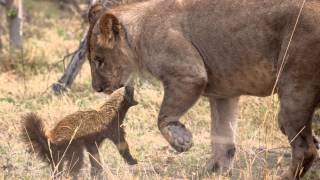 Honey Badger Fends off Lion Pride Pics [upl. by Adiesirb167]