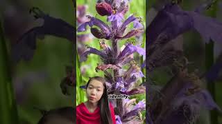 Bugleweedguidedforaging walks in Dorset and beyond😍🍃🌿🌸🍂 nature foraging lavender flowers [upl. by Darrill]