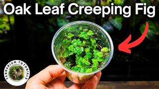 How To Propagate Oak Leaf Creeping Fig Ficus Quercifolia [upl. by Adnerol]