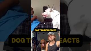 ⚠️ DOG TRAINER REACTS ⚠️  Aggressive dog Bishop almost attacks woman dog reaction [upl. by Rennug576]