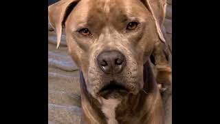 Mr G the Rescue Pit Bull so so dog Monday youtuber shorts dog [upl. by Nuj]