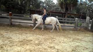 Beautiful Cremello quarter horse mare Abby [upl. by Nytnerb574]