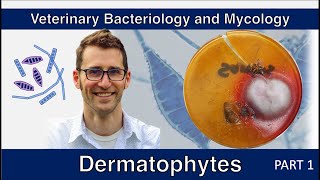 Dermatophytes Part 1  Veterinary Bacteriology and Mycology [upl. by Caiaphas]