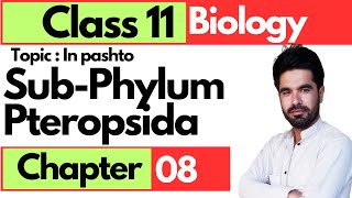 Sub Phylum Pteropsida Ferns and seed plants  Class 11 biology chap 8 in pashto [upl. by Nailliw]