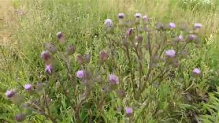 Edible Canada Thistle aka Creeping Thistle [upl. by Enrica]