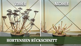 Hortensien richtig schneiden  der Weg zu einer prachtvollen Blüte [upl. by Harutek]