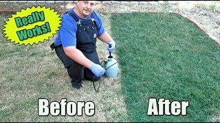 Restore Your Lawn Using Green Grass Paint [upl. by Auoh]