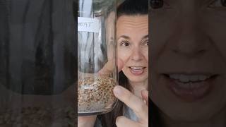 How to Grow Wheatgrass at Home wheatgrass juicing [upl. by Dey]