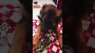 Kyu kate h puchsubscribe doglover subscribe foryou germansheferd foryou viralvideo [upl. by Airednaxela703]