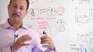 Atrial Development  Embryology [upl. by Hamian]