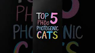 Top 5 photogenic cats [upl. by Janice]