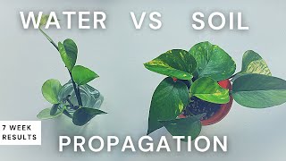 Water vs Soil Propagation 7 Week Comparison with Pothos  Should I propagate in water or soil [upl. by Stochmal]