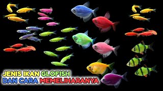 Mengenal ikan glofish dan cara memelihara ikan glofish [upl. by Raclima]