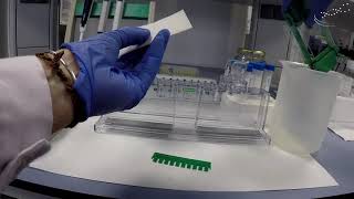 Preparation of a polyacrylamide gel   UPV [upl. by Cichocki]