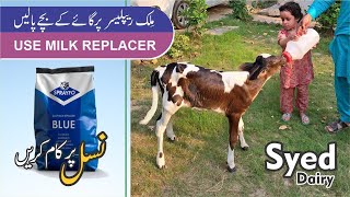 milk replacer per cow ke bacche palne Ka Tarika  dairy farming in pakistan [upl. by Nnor]