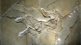 Archaeopteryx The World’s Most Famous Bird [upl. by Tedd]