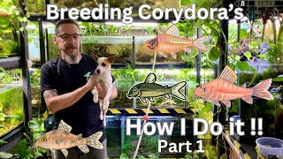 Breeding Corydoras My Way does it work [upl. by Phebe]