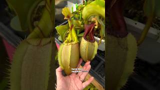 Soil Mix Fertilization amp Repotting of Nepenthes carnivorousplants nepenthescare [upl. by Mazurek738]