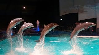 Dolfijnenshow Oceanica Dolfinarium 2023 [upl. by Islehc297]