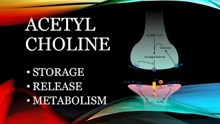 Acetylcholine  storage release and metabolism [upl. by Ignacius]