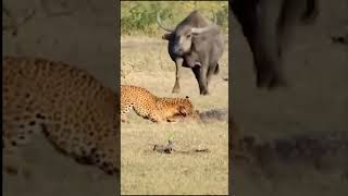 Crocodile is bite on a leg of leopardwildlife photograperwildlifeytshorts animals leopardcroco [upl. by Aubine]