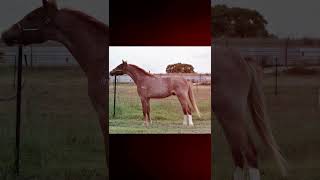 Tarcoola Sir Fox A Lot 2023 PW Colt [upl. by Zicarelli836]