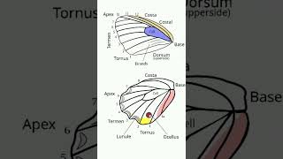 Butterfly Wings² 🦋  Observed in Description [upl. by Lull]