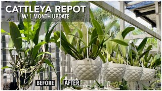 CATTLEYA REPOT  Repotting  Tips  How To Repot An Orchid  How To Make Cattleya Straight [upl. by Veejar]