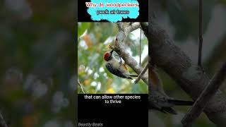 Why do woodpeckers peck at trees   animals facts animals animal [upl. by Annahahs526]