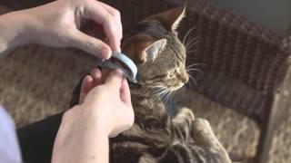 How to Use Seresto for Cats  HD [upl. by Tlaw]