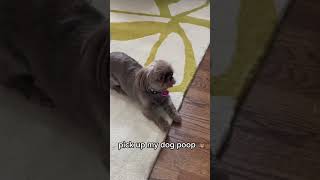 I am your doggy dog dogz cute doggyz adorable trend trending funny shihtzu [upl. by Milty]