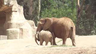 African Elephants Babies アフリカゾウ ベビーちゃんたちｗ San Diego Safari Park [upl. by Asenav60]