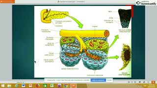 ðŸ“ŒDIGESTIÃ“N DE PROTEÃNAS CASEINATRIPSINA ðŸ’¥BIOQUÃMICA ðŸ’›PARTE 3 [upl. by Asille]