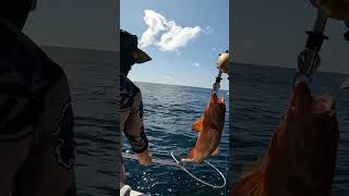 REEF FISHING FIRST PRIZE  Mad Mike at it again bundaberg coraltrout livebaitfishing [upl. by Gris]