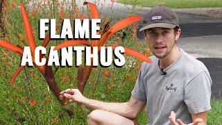 The Ultimate Guide to Growing Flame Acanthus or Hummingbird Bush  Texas Native Plants [upl. by Corrianne121]