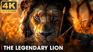 The Legendary Lion  Nature Animal Documentary [upl. by Xena947]