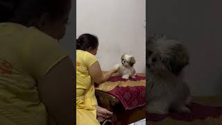 Harry ❤️shakehand hello puppytraining doglover shortsvideo shorts [upl. by Buiron]