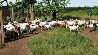 Free range system for Goat Farming [upl. by Lonyer]