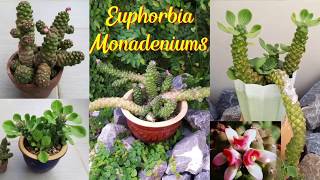 Euphorbia Monadeniums  Ritchiei Nyambensis Stapelioides 🌸🌼🍀💐🌵🌺😍 [upl. by Rushing]