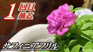 【花】サフィニアフリルの育て方・摘芯 [upl. by Dikmen508]