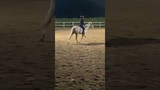 Jay Jay last night horse pony equestrian ponylover [upl. by Euphemiah]