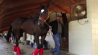 Kukulkan arrives to Gulfstream Park [upl. by Sissie]