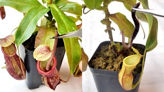 Feeding my Nepenthes an Earthworm 🐛 nepenthesplant pitcherplants carnivorousplants nepenthes [upl. by Sill770]