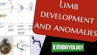 Limb development and anomalies Embryology  DrMedhat Atta [upl. by Aihsekat978]