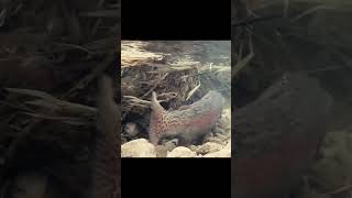 Rainbow Trout Heading Up the Creek to Spawn [upl. by Niattirb]