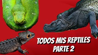 TODOS MIS REPTILES PARTE 2 [upl. by Galatea]