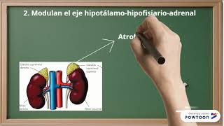 Glucocorticoides y Respuesta Inmune [upl. by Adidnac]