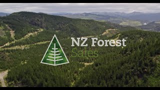 Mohaka Forest  Northern Hawkes Bay [upl. by Ethe]