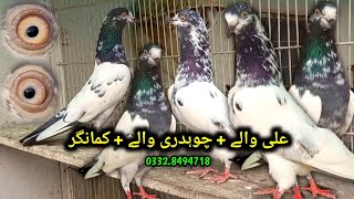 Ali Wala  Mian sab wala  Ch Sab wala Teddy  Pigeons Gallery [upl. by Adaurd314]